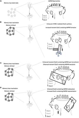 AMPA Receptors: A Key Piece in the Puzzle of Memory Retrieval